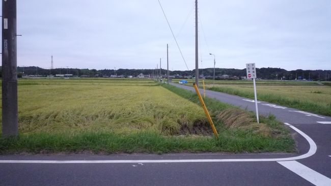 　今日は遅くなって雨の予報も、、、