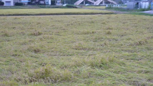 　稲はこうなっちゃってるわけですよ。<br /><br />※２４ｈテレビに出演していたＮＥＷＳの２人も新型フルーに感染。「桜なんとか」は大丈夫か？<br /><br />　名前分からず。