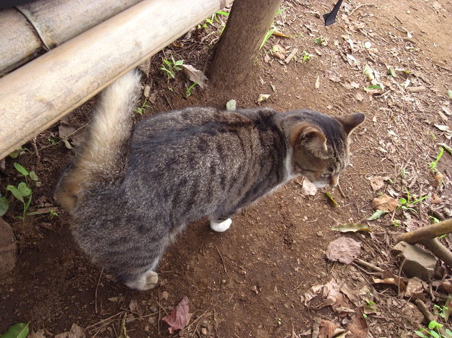 人懐こい猫さんがいます