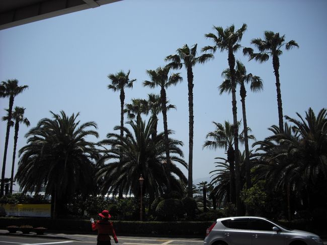 南国チックやね