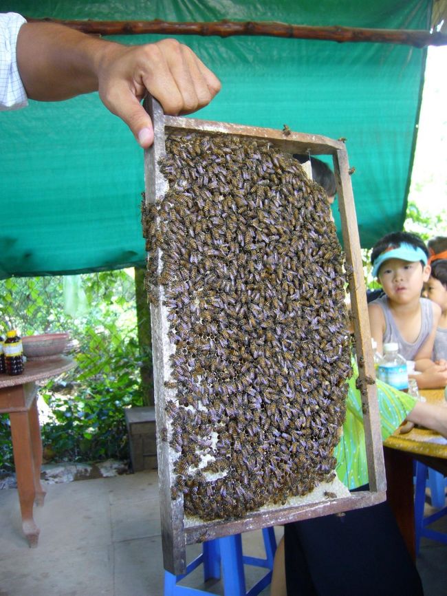 しばし川下りを楽しんだあとは、養蜂を営む村で休憩〜。<br />ハチミツ茶を振舞われつつも、周りをぶんぶん蜂が飛んでいるため、落ち着かず。