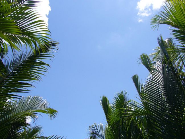 見上げたら、こんなに青空！<br />気分爽快！！！