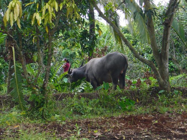 水牛もいました。<br />草をモシャモシャ食べるお姿をパチリ。<br />後ろから失礼ｗ