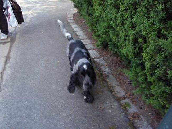 美術館付近の犬