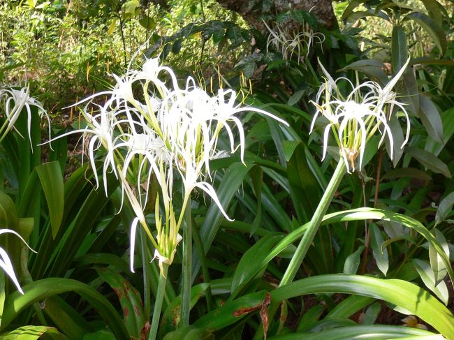階段の途中に咲いていた花です