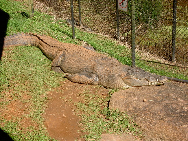 ワニ　でかっ！