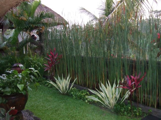 ２日目の朝。<br />かなり早く目が覚めてしまいました。<br />ヴィラのお庭をパチリ☆