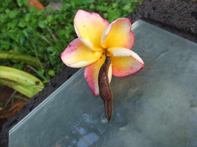 プルメリアwithナメクジ(笑)