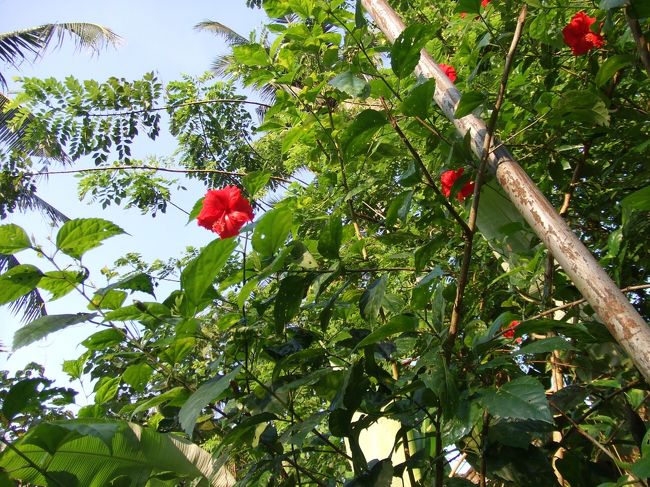 ハイビスカスがきれいに咲いていました♪