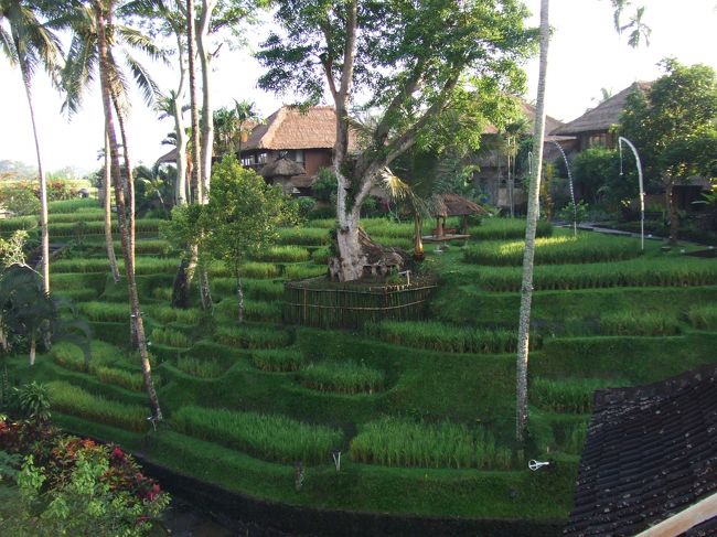 ホテル内に小さな棚田がありました！