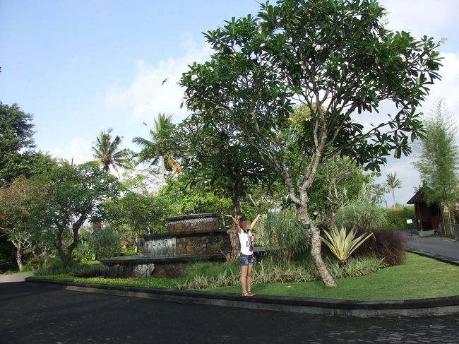 大きいプルメリアの木☆