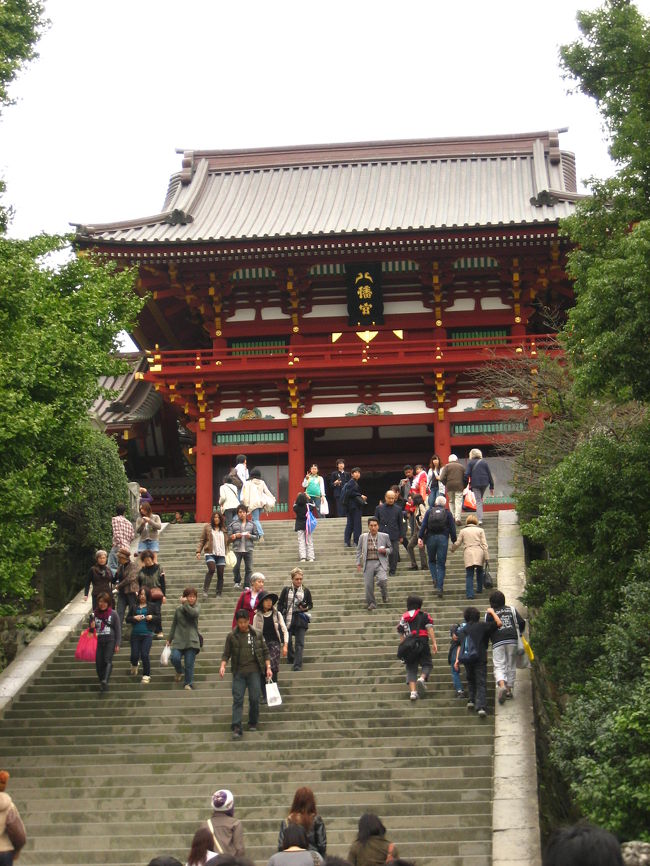 鎌倉のシンボル的神社といえば、ここですね。<br />鶴岡八幡宮。<br /><br />