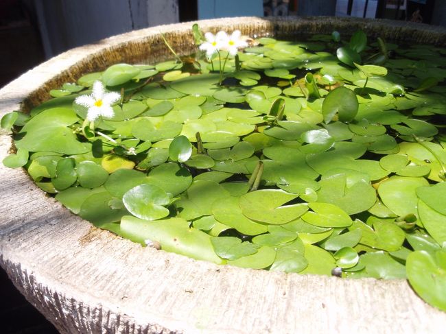 街中で見つけためずらしいお花。<br />かわいい(＾▽＾)<br />