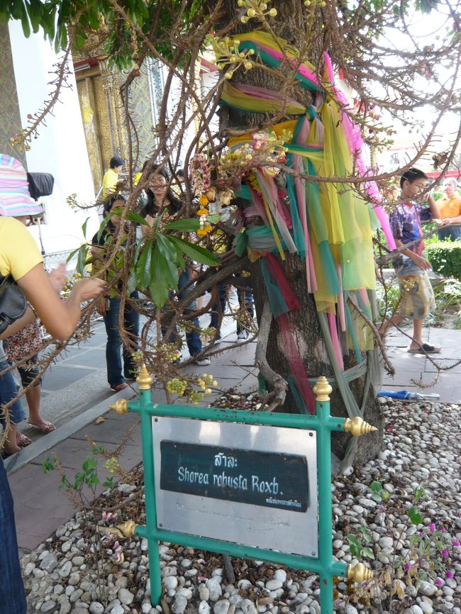 この花のそばで、花に向かって至近距離で手をたたいている人がいました