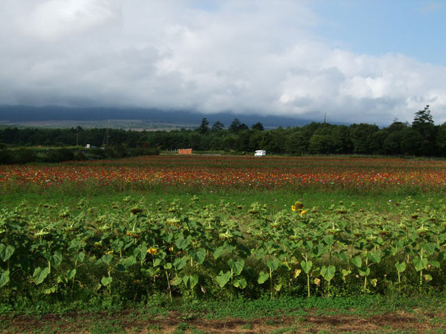 富士山が見えるときは、<br />正面の雲がかかっているあたりに見えます。<br />今日は残念ですが見えません。