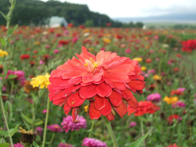 百日草のアップです。