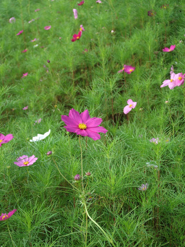 コスモスも咲いていました。