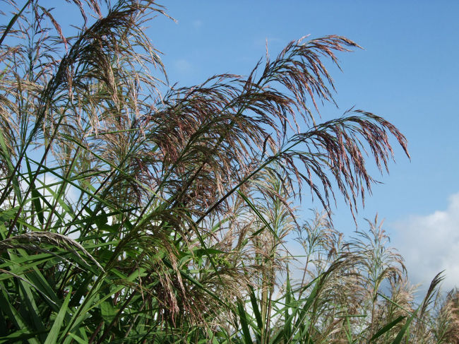 ススキも良い色になってきました。