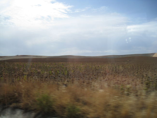 アンダルシアのひまわり（枯れています…）