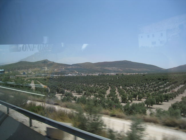 車窓（オリーブ畑）