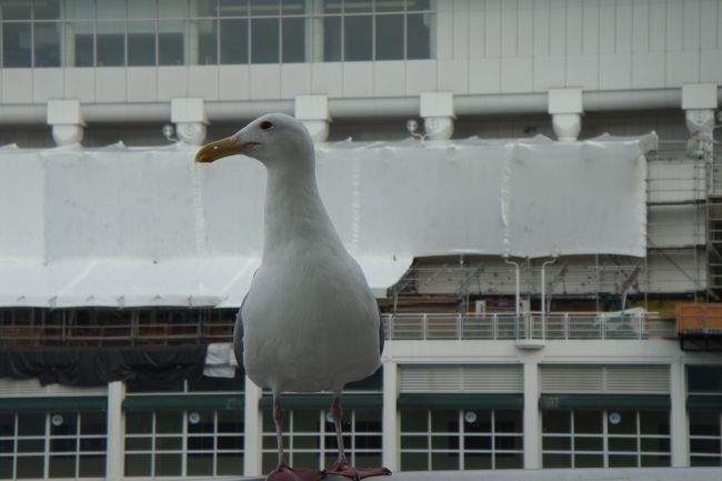 おしゃべりしてたら・・・寄ってきました。<br />お腹すいてるのかな？何かもらえるのを待っているようです。<br />でも、本には「何もあげないでね」と（苦笑）