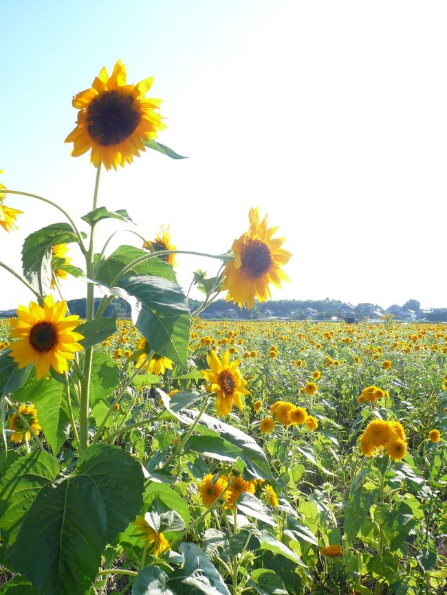 なかには良く見かける中心が黒いひまわりも咲いています。