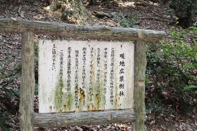 2009初秋、八事山散策(4):9月6日(4):暖地広葉樹林、榊群生、アベマキ、リョウブ