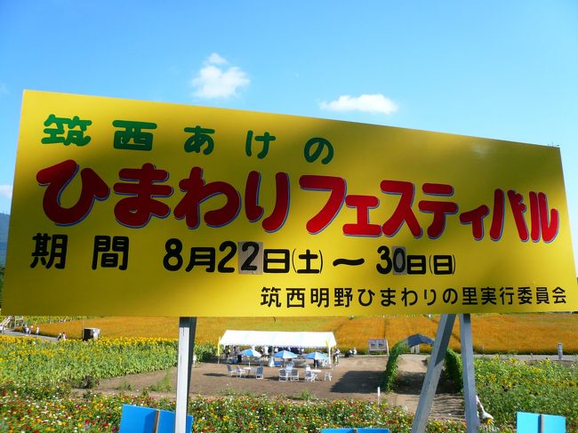 そして、「ひまわりフェスティバル」です。<br /><br />八重ひまわりが多く、普通のひまわりより咲くのが遅いため、8月末から9月初めあたりが見ごろでしょうか。<br /><br />台風が来る時期なので、倒れてしまうこともあり、行くタイミングが難しいのですが、今年は当たりでした。