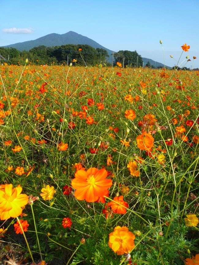 後ろに見えます山が、「西の富士、東の筑波」称される「筑波山」です。