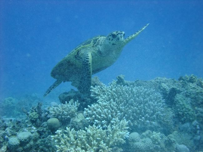 ２日目　紅海でダイビング<br /><br />小さなウミガメ