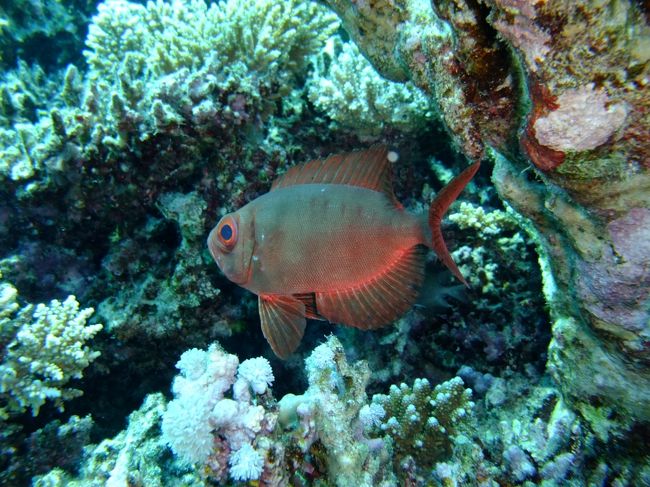 何となく不気味な感じの魚