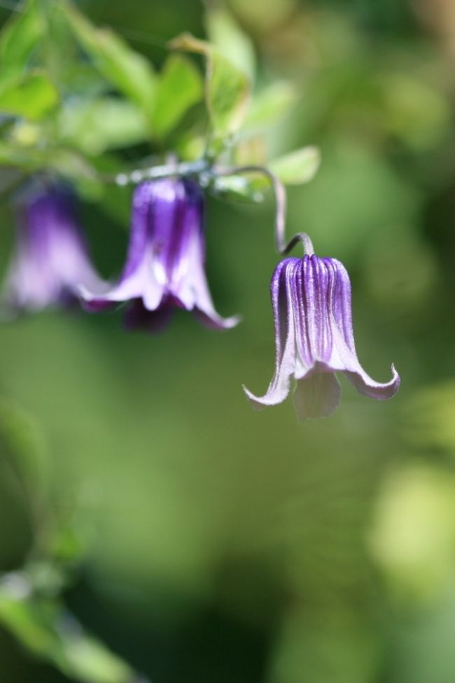 庭の片隅で 0908 小さな庭に咲く 夏の花 尾張旭 日進 愛知県 の旅行記 ブログ By シベックさん フォートラベル