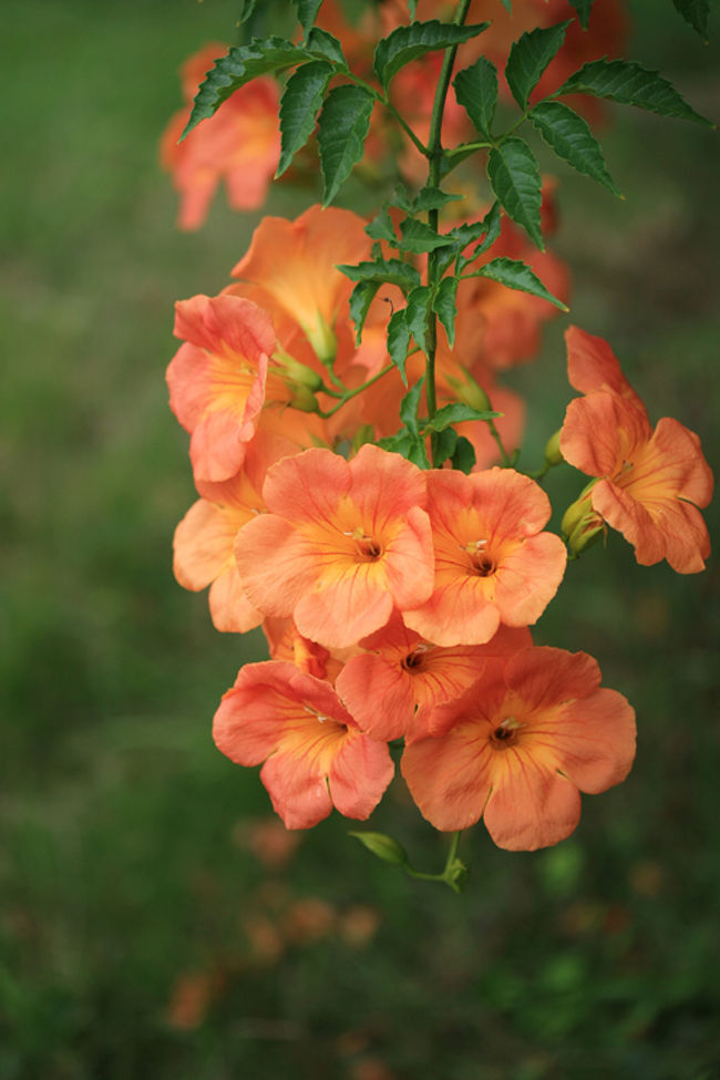庭の片隅で 0908 小さな庭に咲く 夏の花 尾張旭 日進 愛知県 の旅行記 ブログ By シベックさん フォートラベル
