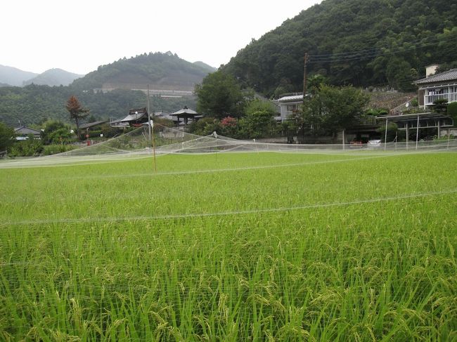 甲州街道まで歩く途中には水田が広がっています。<br />山腹にはお寺があります。