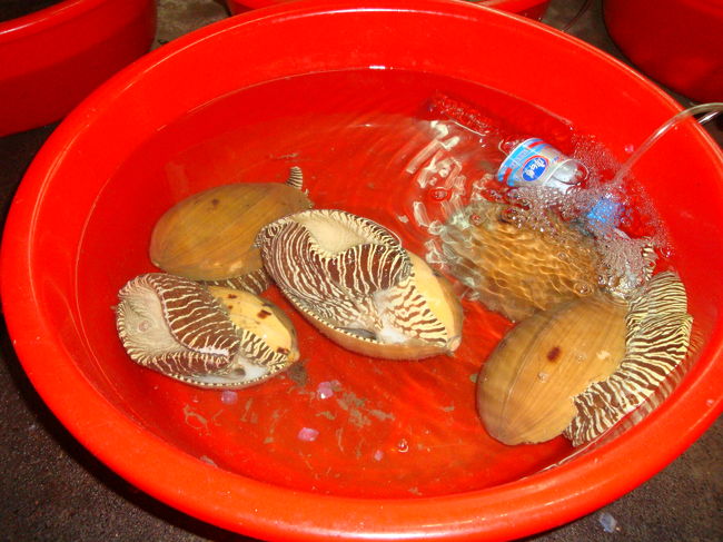 見たことが無い貝<br />グロテスク