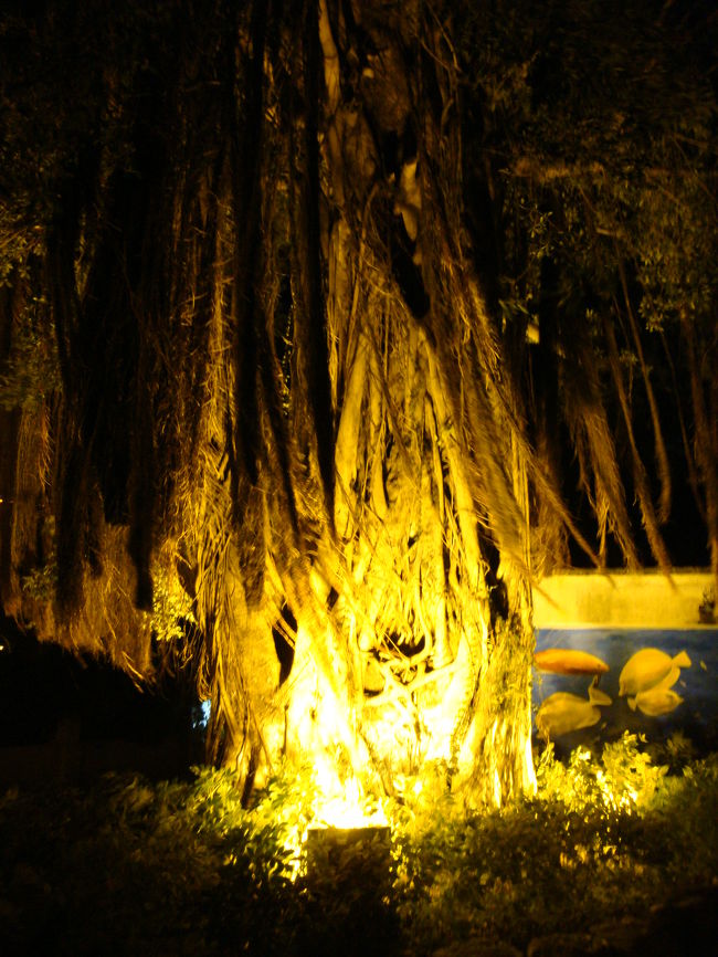 南国の雰囲気がありますね