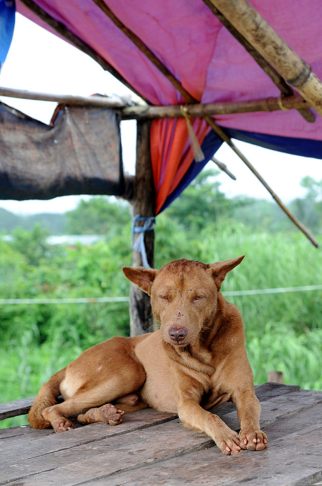 <br /><br /><br />湿った風が、<br />緑の大地を駆け。<br /><br /><br /><br /><br />犬は何処をみつめるでもなく、<br />ただ、そこに佇んでいる。<br /><br /><br /><br />刹那、風が凪る。