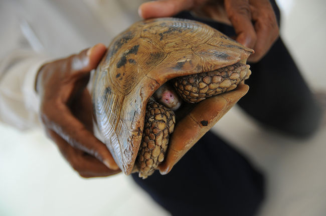 こちらは、通称”ラッキータートル♪”。<br /><br />この街が大洪水に襲われて、他の亀はみ〜んな流されてしまったのに、この亀ちゃんだけ、お寺に残ったそうです。<br /><br />以後、この子はラッキーな亀ちゃんとして、池ではなく、パゴダの中で飼われて、信仰の対象となっているそうな。。。<br />ちゃんと、亀ちゃん用の賽銭箱がありました。