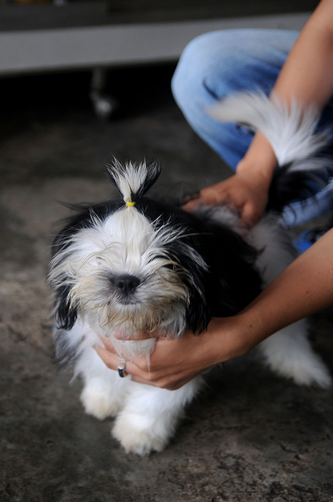 さあ、お決まりの土産物屋へ♪<br /><br />って、思いきや、仏具屋さんに連れていかれました。。。普通、この手のガイドさんは馴染みの民芸品屋に連れていくのですが・・・<br /><br /><br />いろいろ見てみると、意外と面白い物がたくさん。<br />しかも、安い。<br /><br />白檀の数珠と、托鉢用の壺を購入。<br />托鉢用の壺は、お土産として渡すとなんだかみんなのウケがいい。嫌がられると思ってたけど。。。<br /><br />前知識無しにみれば、かわいいジュエリーボックスと言えなくもない。。。<br /><br /><br />写真は、仏具屋さんのワンコちゃん＝ママ犬です。