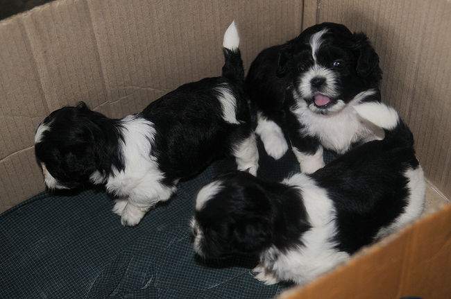 <br /><br />そして、飛び切り元気な子供達♪<br />わん♪