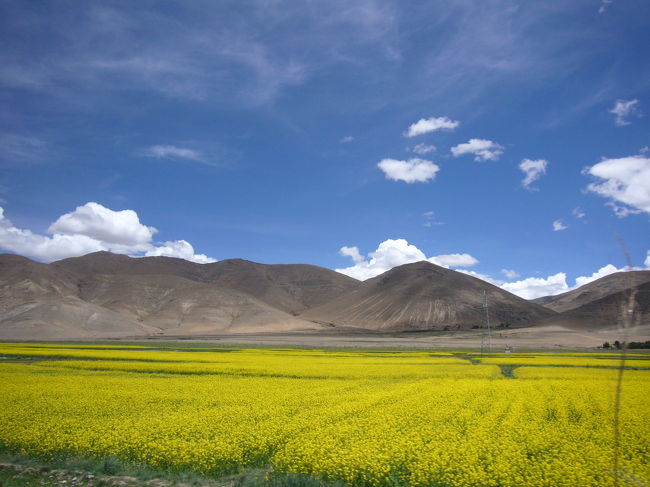 <br />菜の花畑♪<br />