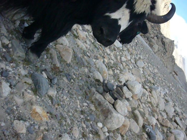 <br />ヤク、近づき過ぎて怒ってた<br />