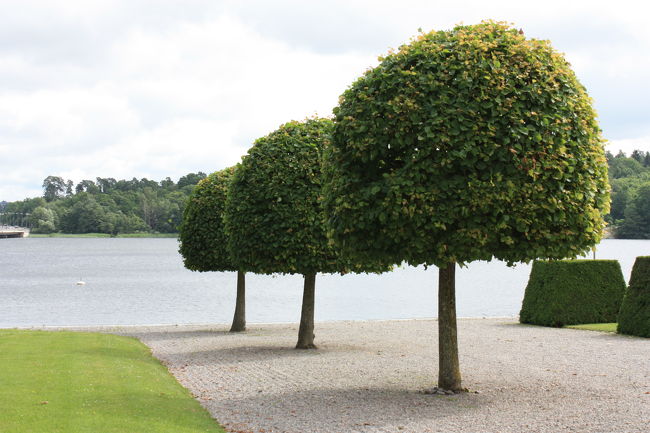 まるで絵本のような木