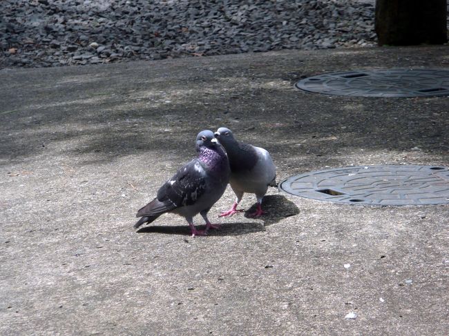 楼門の前で<br />イチャイチャしていた、ハトさん<br />プフッ！