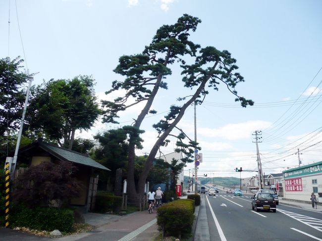 馬事博物館の横道をまっすぐ大通りまで<br />左折してすぐ<br />二木の松があります
