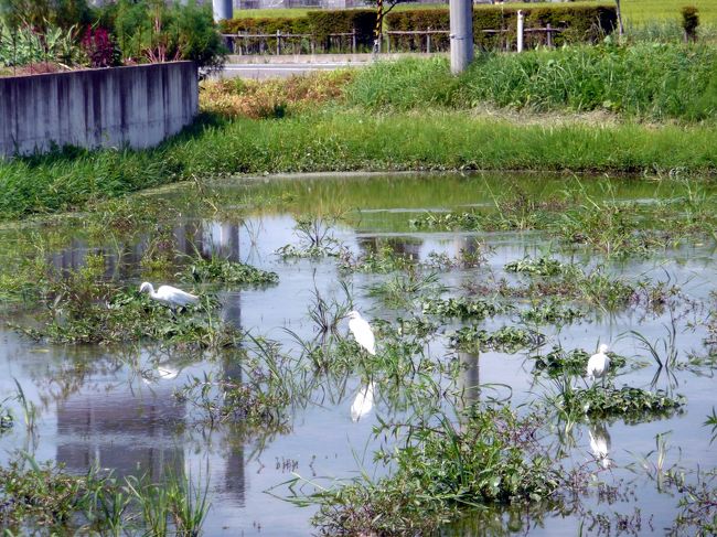 ぜひとも岩沼へおいでくださいね