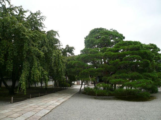 三宝院に入ると、右手に立派な松、左手に桜。<br /><br /><br />こっ、これは、、、