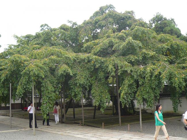 JRのCMで出て来た「しだれ桜」でした。<br /><br />春に来たら素敵だろうなぁと思いながら建物を目指しました。