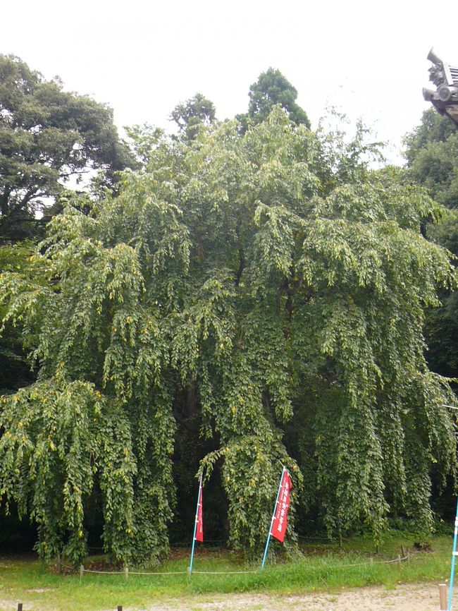 こんな枝垂れ桜を彼方此方で観て、
