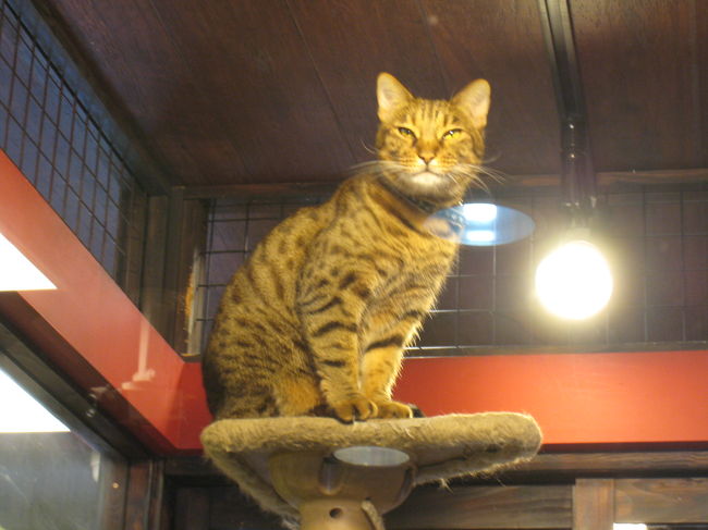 中には看板にゃんこがいました。<br />りりしいお顔がたまりません。